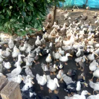 فروش اردک پکینی چهارماه ریز ودرشت