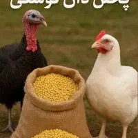 پلت دان مرغ گوشتی کیلوی ۴۸هزارتومان