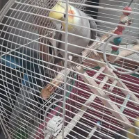 طوطی عروس|پرنده|رشت, اسماعیل آباد|دیوار