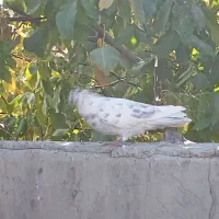 کبوتر|پرنده|بابا حیدر, |دیوار