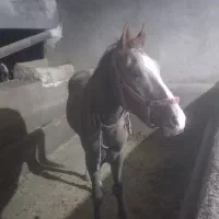 فروش نریان ۲ساله