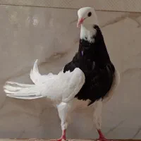 کفتر طوقی دونه 500|پرنده|مهریز, |دیوار