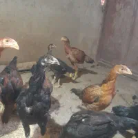 جوجه لاری و محلی بزرگ و کوچیک|حیوانات مزرعه|بناب, |دیوار