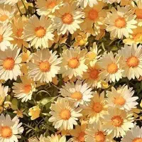 استخدام در کافی نت و عکاسی