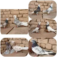 کفترشازده سرور. طوقی. کله دمسبز