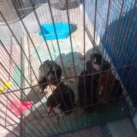 جوجه مرغ|حیوانات مزرعه|ورامین, خیر آباد|دیوار