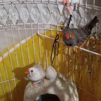 فنچ|پرنده|زابل, |دیوار