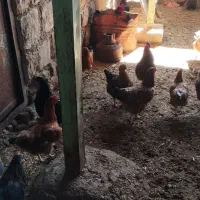 مرغ|حیوانات مزرعه|اندیمشک, |دیوار