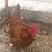 مرغ تخم گذار