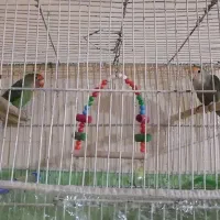 دوپرنده برزیلی