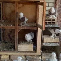 کبوتر ساطلن ها دونی ۴۰۰ و طوقی ها دونی ۵۰۰|پرنده|اصفهان, دستگرده|دیوار