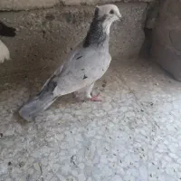 سرور پلاکی کاکلی