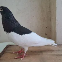 یال سیاه .خوشرنگ سیاه