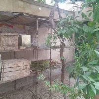قفس سه طبقه
