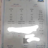 کبوتر پلاکی