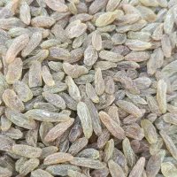 کشمش سبز کاشمری سفارشی اعلا|خوردنی و آشامیدنی|اصفهان, سودان|دیوار