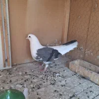 کفتر کبوتر گم شده