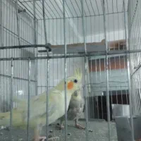 عروس هلندی جفت با قفس|پرنده|قم, پردیسان|دیوار