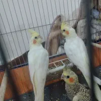 جفت مولد کار داده لوتینو چشم شرابی و نروماده دستی