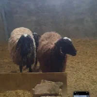 ۸راس بره دار ،۴رس آبستن ،قزل وقزل افشار