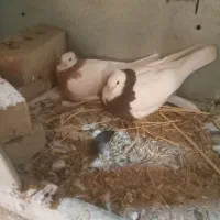 کبوتر