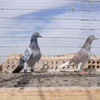 سه عدد کبوتر نر سالم|پرنده|تربت جام, رضاآباد|دیوار