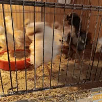 جوجه تزیینی