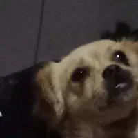 گمشده وائین|حیوانات|شهریار, شهرک عباس پور|دیوار