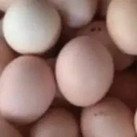 تخم مرغ محلی تازه