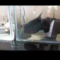 فلاور ماده مولد