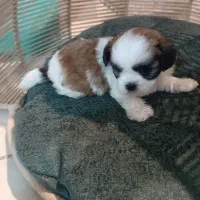 سگ خوشگل|سگ|پاکدشت, شهرک امام رضا|دیوار