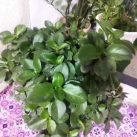 گل گل گل|گل و گیاه طبیعی|اسلام‌‌آباد غرب, |دیوار