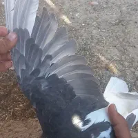 کبوتر|پرنده|شیراز, سلطان آباد|دیوار
