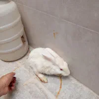 دو عدد خرگوش بسیار بازیگوش