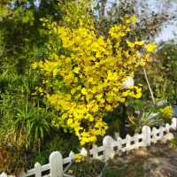 ژینگو،جینگو