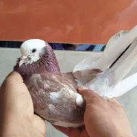 شازده نر عروسک