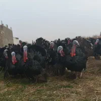 بوقلمون ارگانیک|حیوانات مزرعه|کنگاور, |دیوار