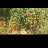 انار|خوردنی و آشامیدنی|عقدا, |دیوار