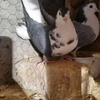 دمگیر قدیمی|پرنده|برخوار, |دیوار