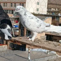 کبوتر|پرنده|اشنویه, |دیوار