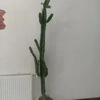 درخت کاکتوس