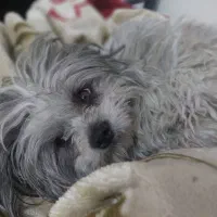 گمشده سگ شیتزو|حیوانات|سهند, |دیوار