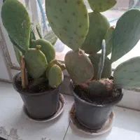 کاکتوس سایز بزرگ