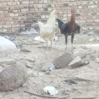 مرغ وخروس