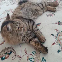 گربه مین کوون