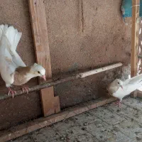 کفتر جوجه طوقی  کارتنی هفت‌رنگ|پرنده|مشهد, رباط طرق|دیوار