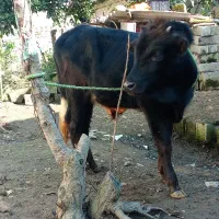 ورزا کوله یا گوساله نر چالوسی