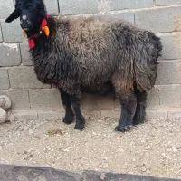 ۱۹ راس میش ترکی بختیاری روزگاری تک فروشیم دارم