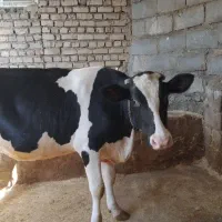 گاو و گوساله