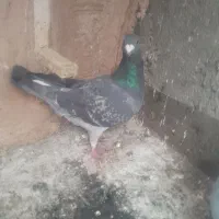 کفتر امام رضا